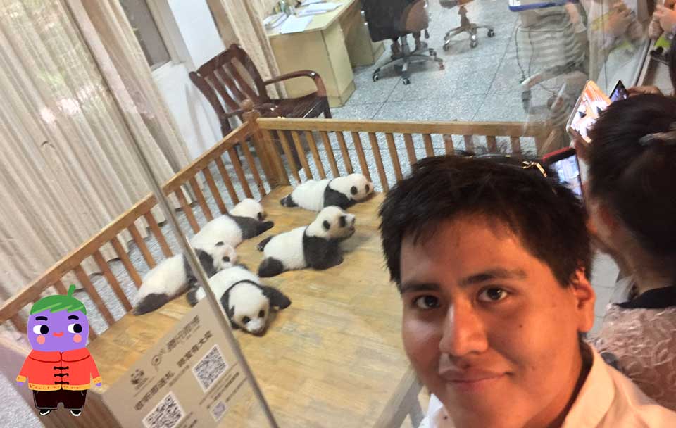 base de investigación del panda gigante en chengdu