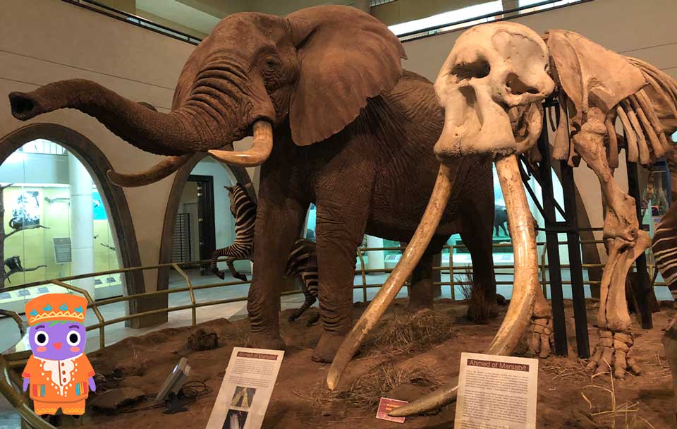 elefantes en kenia