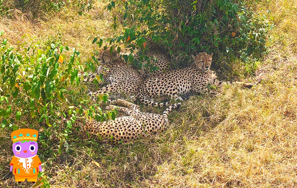 safari en kenia