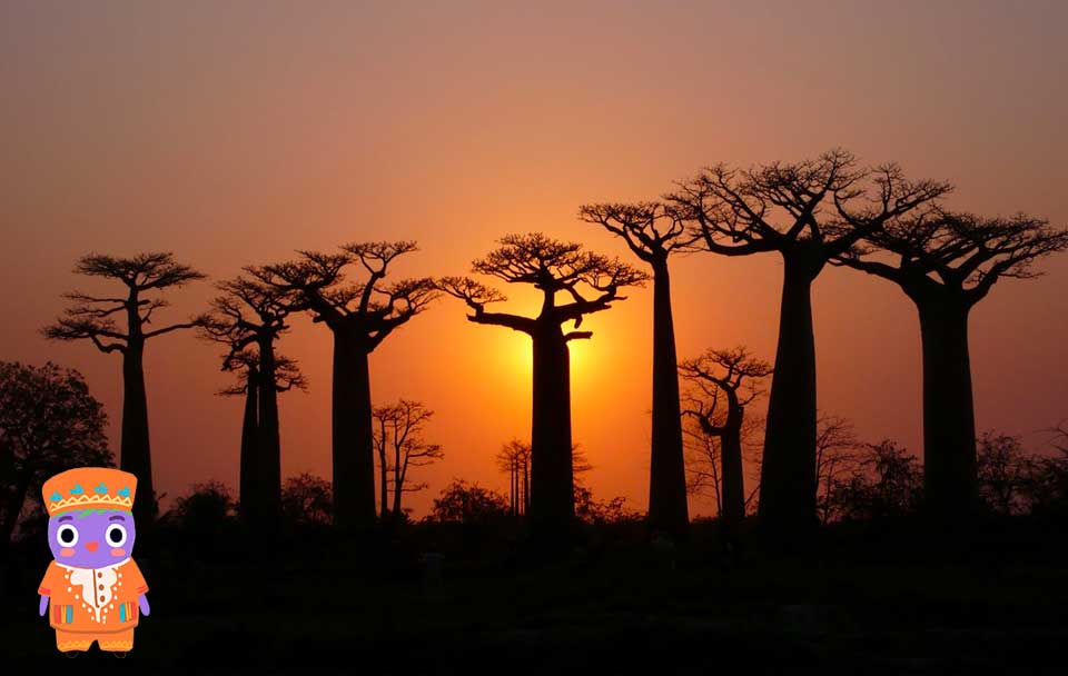 baobabs en madagascar